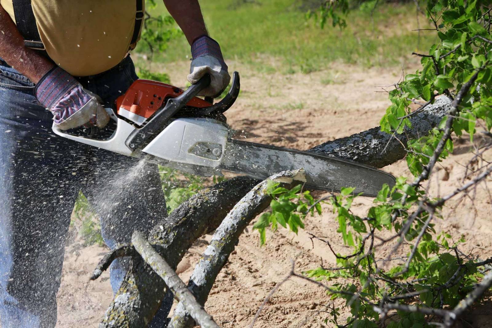 Tree Service